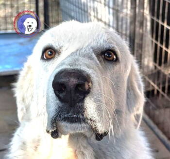 Rescue Great Pyrenees Dogs for Adoption in Spring, Texas - Hercules **LIVE 10/25/2025** | PetCurious