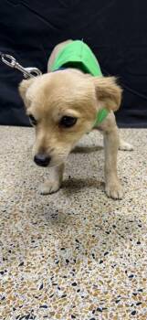 Chihuahua and Mixed Breed Dogs Available for Adoption - OSO | PetCurious