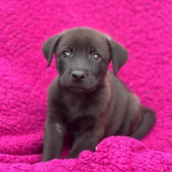 Labrador Retriever Dogs Available for Adoption in San Diego, California - Windy Pup - Gale | PetCurious