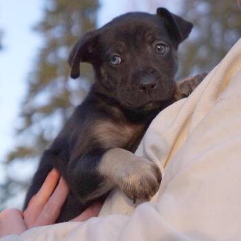 Shepherd and Catahoula Leopard Dog Dogs Available for Adoption - Grinnell | PetCurious
