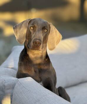 Weimaraner Dogs Available for Adoption in Albuquerque, New Mexico - Archie | PetCurious