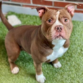 Pit Bull Terrier Dogs Available for Adoption in Edmond, Oklahoma - ROCKET POWER | PetCurious