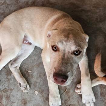 Cattle Dog Dogs Available for Adoption in Midland, Texas - Davi | PetCurious