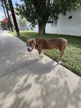 KADE -  American Staffordshire Terrier Dog for Adoption in San Antonio, Texas - KADE | PetCurious