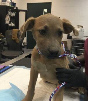 Terrier and Mixed Breed Dogs Available for Adoption - BABY SPICE | PetCurious