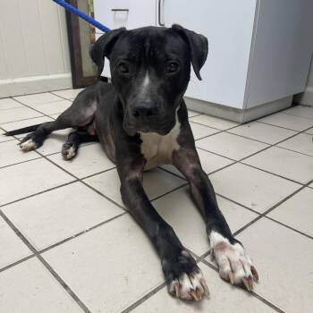 Pit Bull Terrier Dogs Available for Adoption in Tuscaloosa, Alabama - Hendrix | PetCurious