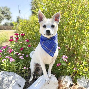 Champ -  Chihuahua and Terrier Dog for Adoption in Fairfield, Connecticut - Champ | PetCurious