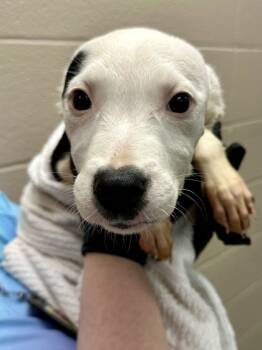 Rescue Mixed Breed Dogs for Adoption in Wichita, Kansas - Nutella | PetCurious