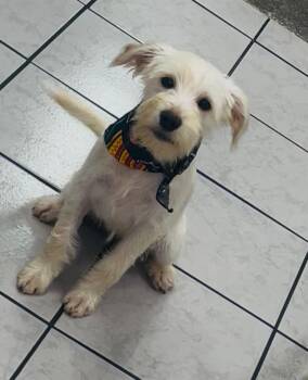 Rescue Schnauzer and Terrier Dogs for Adoption in Carlsbad, California - Chai | PetCurious