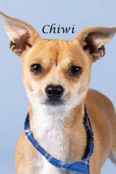 Chiwi -  Chihuahua and Shepherd Dog for Adoption in Gilbert, Arizona - Chiwi | PetCurious