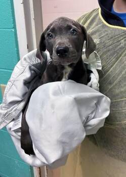 Mixed Breed Dogs Available for Adoption in Nashville, Tennessee - John | PetCurious