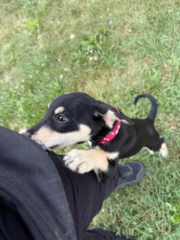 Steve -  Shepherd Dog for Adoption in Pierceton, Indiana - Steve | PetCurious