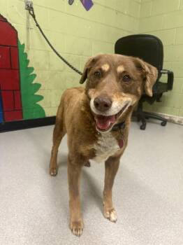 Labrador Retriever Dogs Available for Adoption in Indianapolis, Indiana - VALENTINE | PetCurious