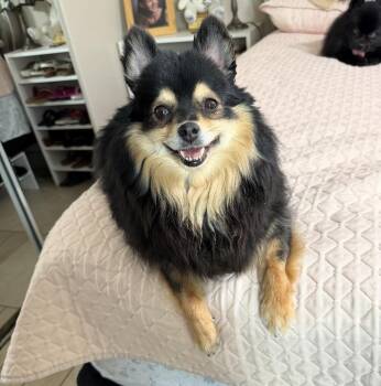 Mixed Breed Dogs Available for Adoption in Maineville, Ohio - Bubba | PetCurious
