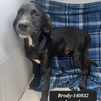 Brody -  Coonhound Dog for Adoption in New Tazewell, Tennessee - Brody | PetCurious