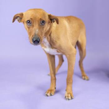 Irie -  Mixed Breed Dog for Adoption in Portland, Oregon - Irie | PetCurious