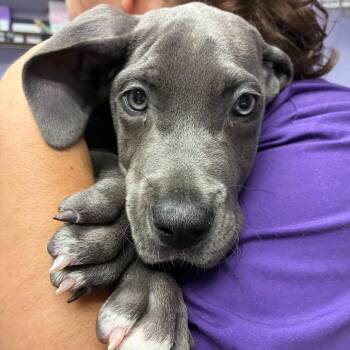 Brian -  Great Dane Dog for Adoption in Northbrook, Illinois - Brian | PetCurious