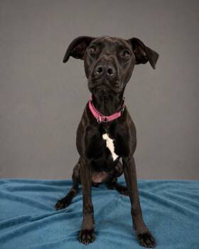 Strawberry CL -  Doberman Pinscher and Pit Bull Terrier Dog for Adoption - Strawberry CL | PetCurious