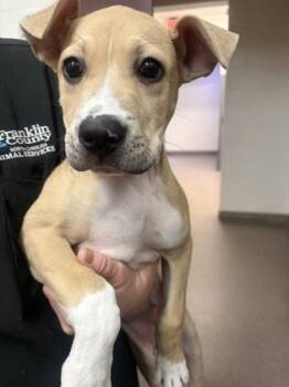 PB -  Mixed Breed Dog for Adoption in Louisburg, North Carolina - PB | PetCurious