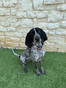 Lady -  Coonhound Dog for Adoption in Richland Hills, Texas - Lady | PetCurious