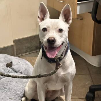 Coconut -  Mixed Breed Dog for Adoption in Chattanooga, Tennessee - Coconut | PetCurious