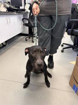 Mixed Breed Dogs Available for Adoption in West Chester, Pennsylvania - Salem | PetCurious