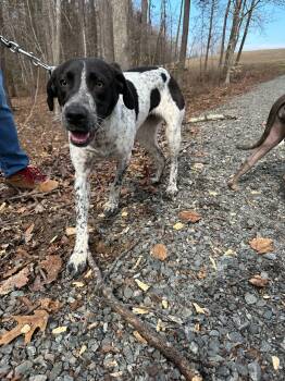 Pointer Dogs Available for Adoption - Brie  | PetCurious