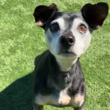 Rocky -  Chihuahua and Dachshund Dog for Adoption in Matteson, Illinois - Rocky | PetCurious