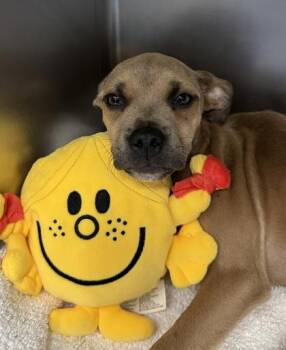Chanterelle -  Terrier and Mixed Breed Dog for Adoption in San Antonio, Texas - Chanterelle | PetCurious