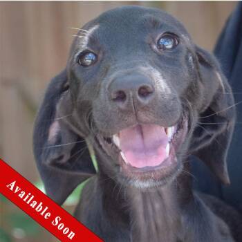 Star -  Black Labrador Retriever and Coonhound Dog for Adoption in Huntley, Illinois - Star | PetCurious