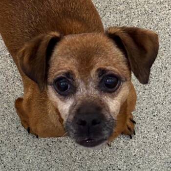 Java -  Mixed Breed Dog for Adoption in Naperville, Illinois - Java | PetCurious