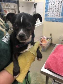 Chihuahua and Mixed Breed Dogs Available for Adoption - BALTO | PetCurious