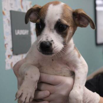Cinnamon Twist -  Australian Cattle Dog Blue Heeler and Boxer Dog for Adoption in Hattiesburg, Mississippi - Cinnamon Twist | PetCurious