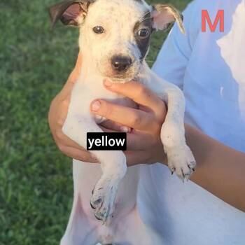 Tequila (Tiki) -  German Shorthaired Pointer and Mixed Breed Dog for Adoption in New Orleans, Louisiana - Tequila (Tiki) | PetCurious