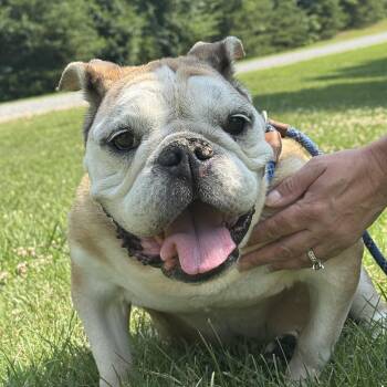Martha Washington -  Bulldog Dog for Adoption in Meherrin, Virginia - Martha Washington | PetCurious