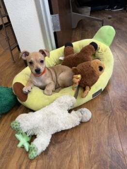 Mixed Breed Dogs Available for Adoption in Pleasanton, California - Adolin | PetCurious