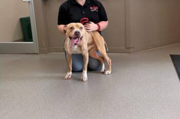 Caramel -  Pit Bull Terrier Dog for Adoption in La Porte, Indiana - Caramel | PetCurious