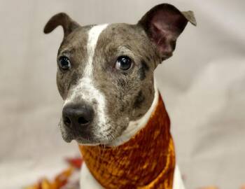 Huey -  Terrier Dog for Adoption in Sanford, Florida - Huey | PetCurious