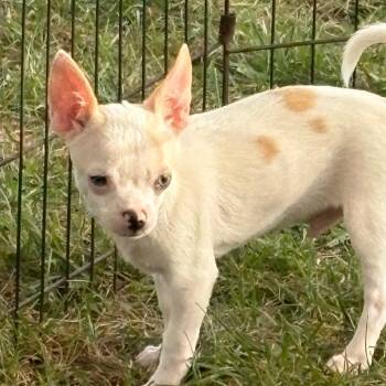 Cider -  Chihuahua Dog for Adoption in Hudson, Illinois - Cider | PetCurious