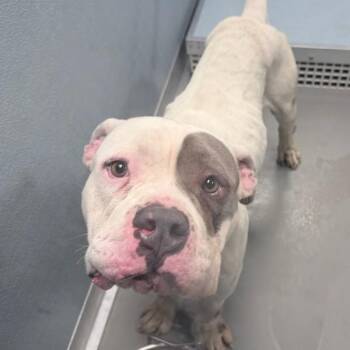 American Bulldog Dogs Available for Adoption - Genteel | PetCurious