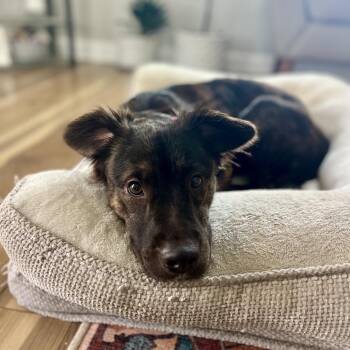 Australian Shepherd and Mixed Breed Dogs Available for Adoption in Chattanooga, Tennessee - Ace | PetCurious