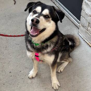 Mixed Breed Dogs Available for Adoption in Naperville, Illinois - Hendrix | PetCurious