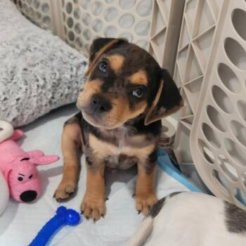 Beetle -  Beagle Dog for Adoption in Rockville, Maryland - Beetle | PetCurious