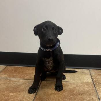 FWT Roo -  Shepherd and Cattle Dog Dog for Adoption in Midland, Texas - FWT Roo | PetCurious