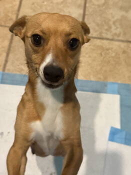 Rescue Chihuahua Dogs for Adoption in Slidell, Louisiana - Delilah | PetCurious