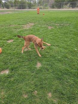 Otter -  Shepherd and Mixed Breed Dog for Adoption in Scottsbluff, Nebraska - Otter | PetCurious