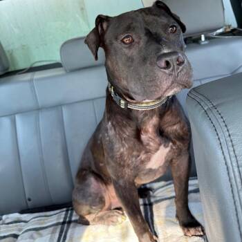 Obsidian -  Pit Bull Terrier Dog for Adoption in Galveston, Texas - Obsidian | PetCurious