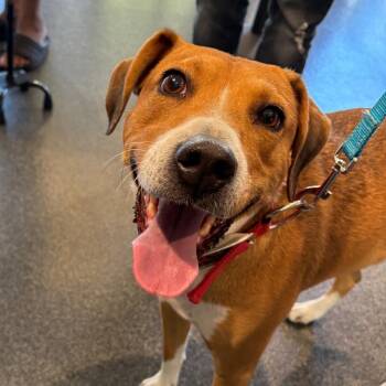 Apricot -  Mixed Breed Dog for Adoption in Allentown, Pennsylvania - Apricot | PetCurious