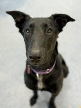 Irish Wolfhound and Shepherd Dogs Available for Adoption - Vander (FOSTERED LOCALLY) | PetCurious