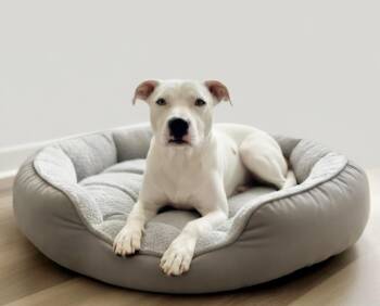 Clyde 1 -  American Staffordshire Terrier Dog for Adoption in Manchester, Connecticut - Clyde 1 | PetCurious